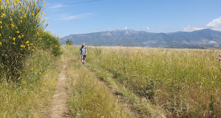 Person walking on a rural path lined with wildflowers.
