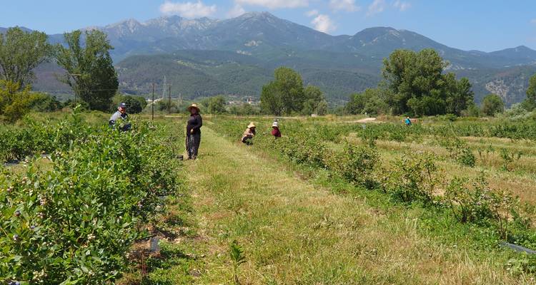 People harvesting in a rural field with mountains in the distance.