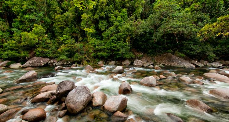 Flowing river with rocks surrounded by a lush rainforest.