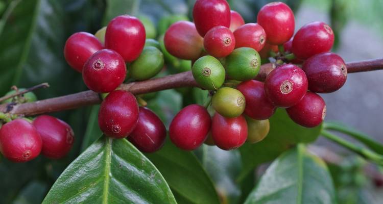 Close-up of red and green coffee berries on a branch.