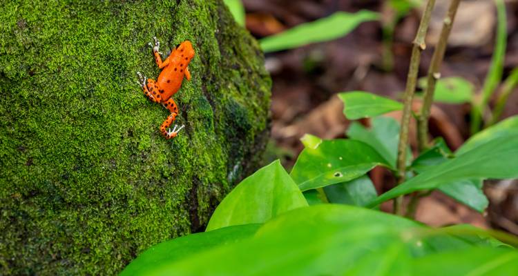 Bright orange frog on a green mossy rock.