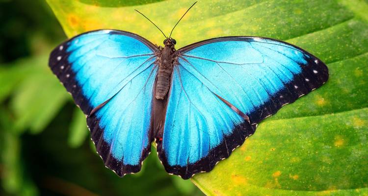 Blue butterfly with open wings sitting on a leaf.
