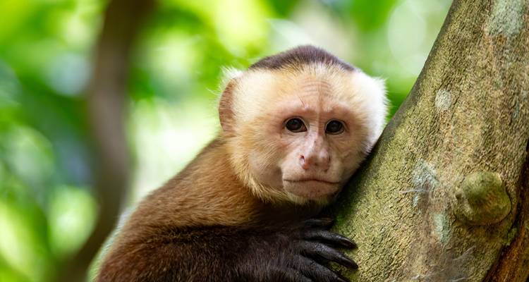 Capuchin monkey leaning against a tree with a curious expression.