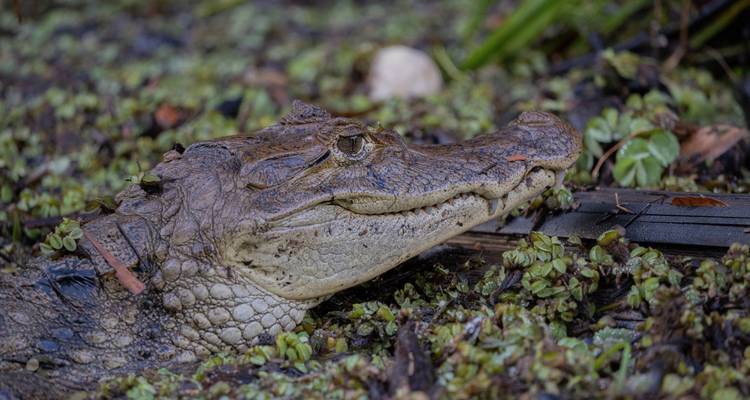Crocodile partially submerged in water with vegetation around.