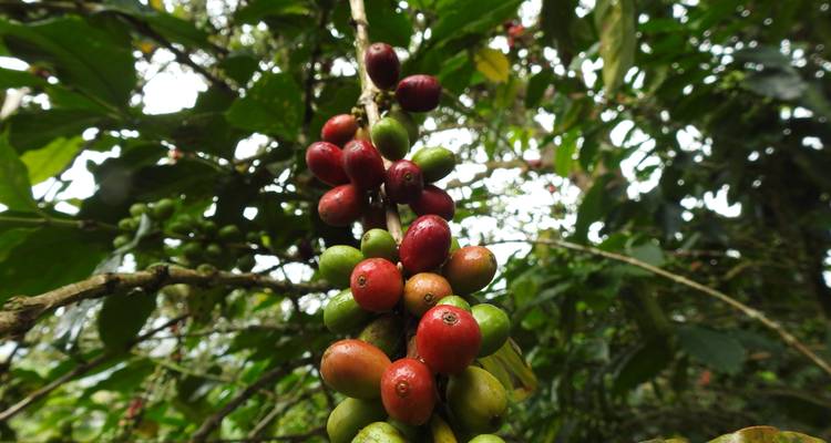 Close-up van koffiebessen op een plant met gemengde kleuren.