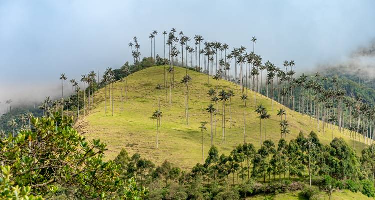 Hoge palmbomen op een grasrijke heuvel met wolken.