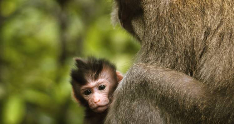 Close-up of a baby monkey hugging its parent.