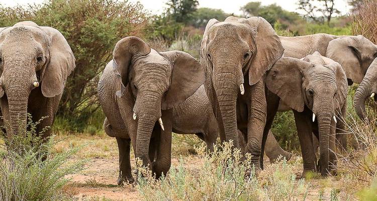 Groupe d'éléphants dans un habitat naturel.