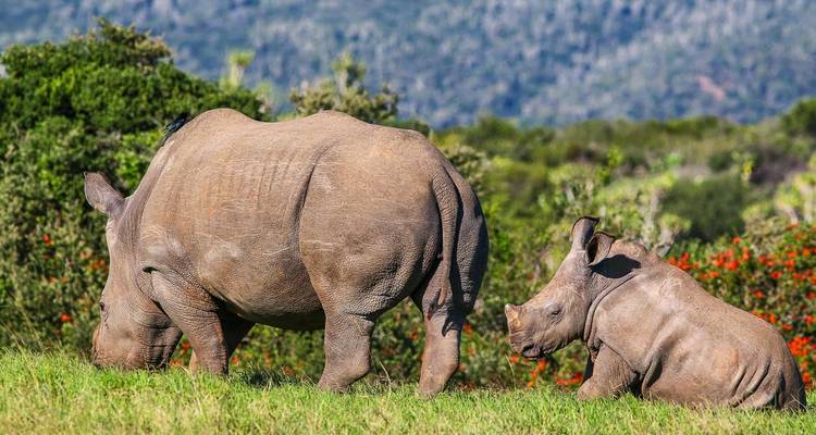 Rhinocéros avec son petit paissant dans un champ herbeux avec des montagnes en arrière-plan.