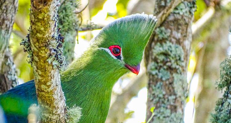 Gros plan d'un oiseau vert avec un œil rouge au milieu des arbres.