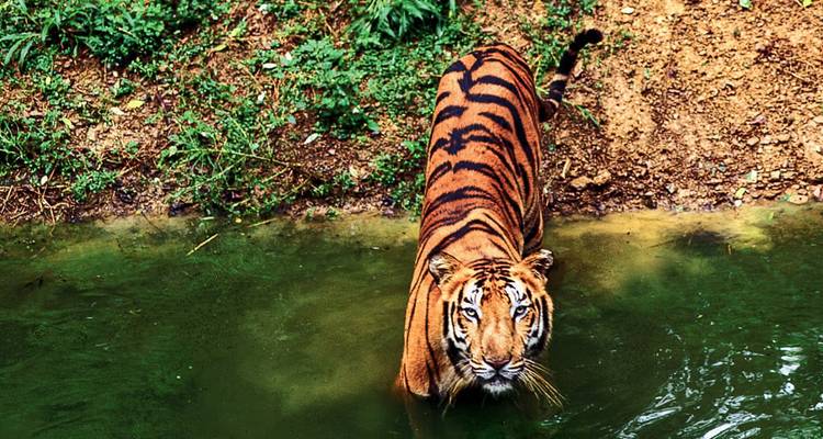 Tigre dans l'eau, partiellement submergé.
