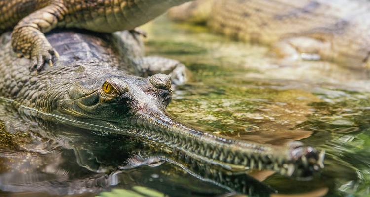 Gavial avec un long museau étroit se reposant dans l'eau.