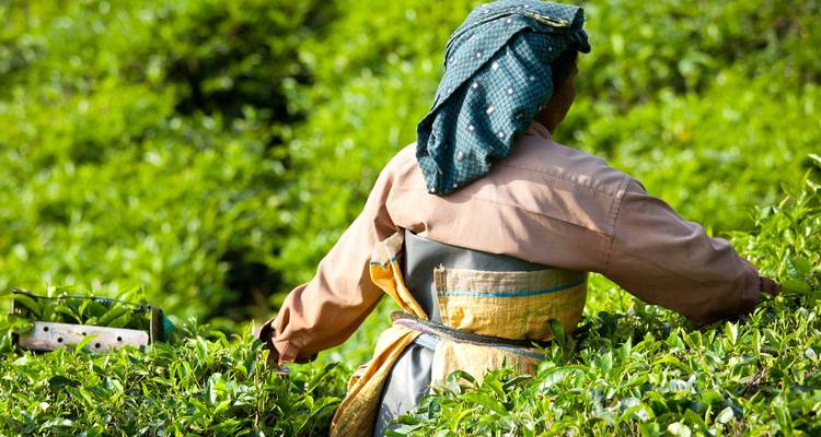 Un ouvrier de plantation de thé récolte des feuilles vertes fraîches parmi des arbustes denses.