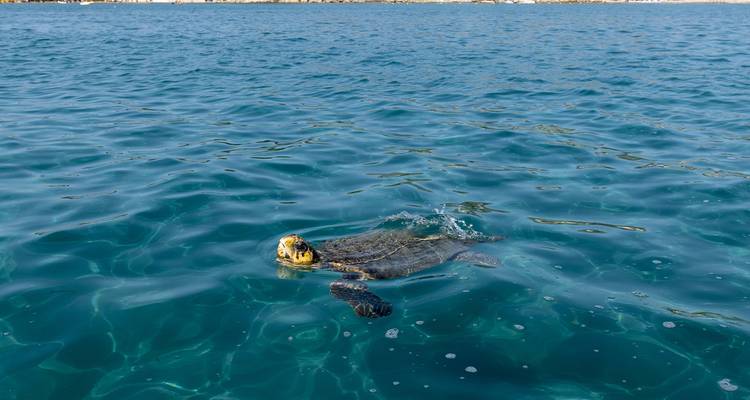 Tortuga marina nadando cerca de la superficie del agua turquesa cristalina
