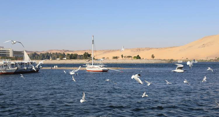 Mouettes volant au-dessus du fleuve Nil avec des bateaux et un paysage désertique.