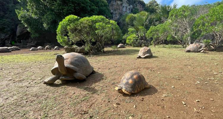 Tortues dans un enclos naturel avec de la verdure.