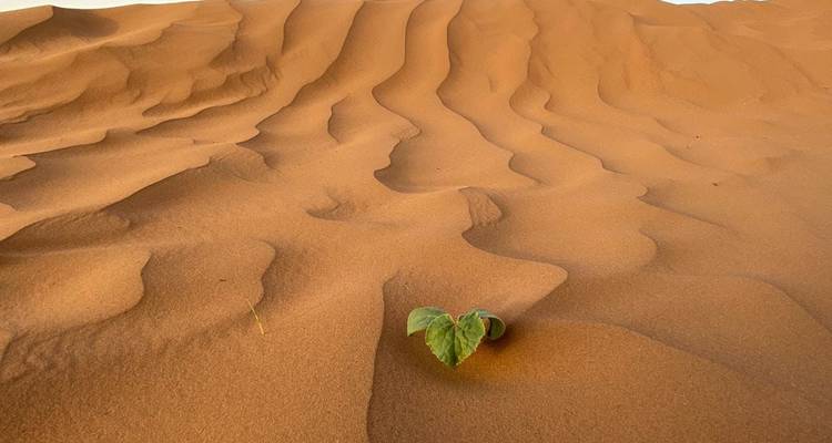 Woestijnzand met een enkel blad.
