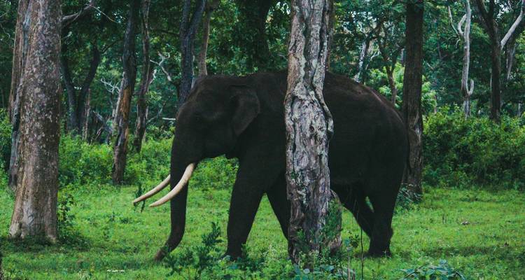 Elefant geht durch einen Wald