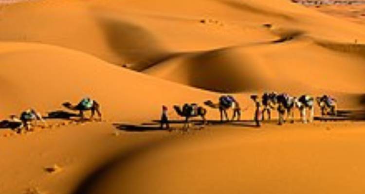Des chameaux marchant sur des dunes de sable sous un ciel clair.