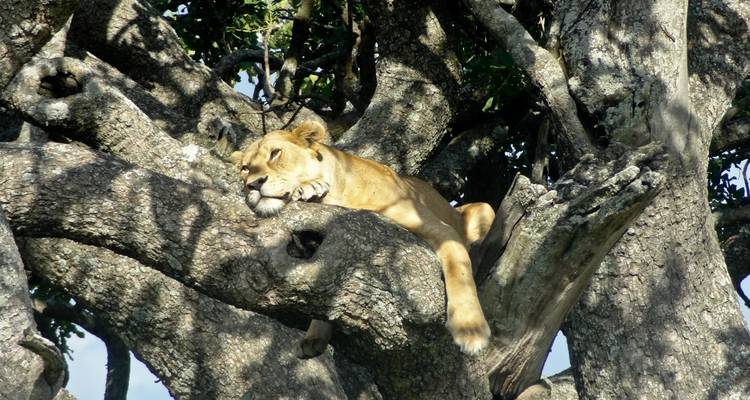 León descansando en la rama de un árbol a la sombra.