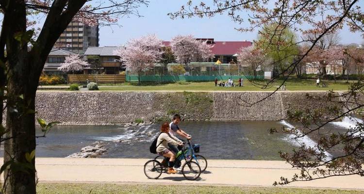 People cycling along a river with cherry blossom trees and traditional buildings.