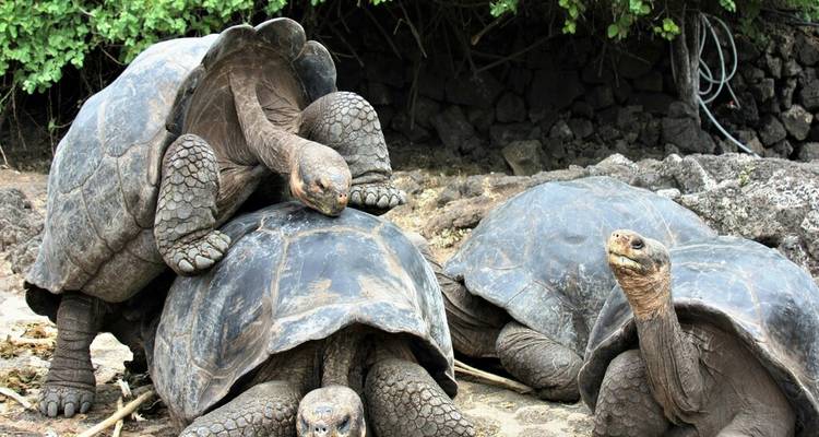 Groupe de tortues géantes se reposant sur un terrain rocheux, possiblement dans les îles Galápagos.