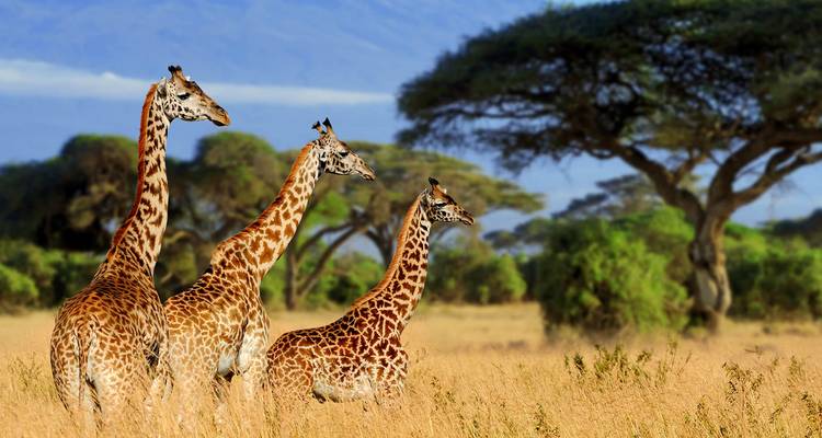 Drei Giraffen stehen in der Savanne.