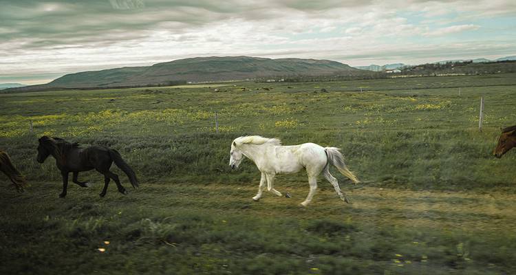 Des chevaux courant à travers un champ vert.