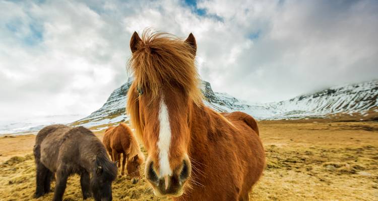 Groupe de chevaux islandais dans un champ.