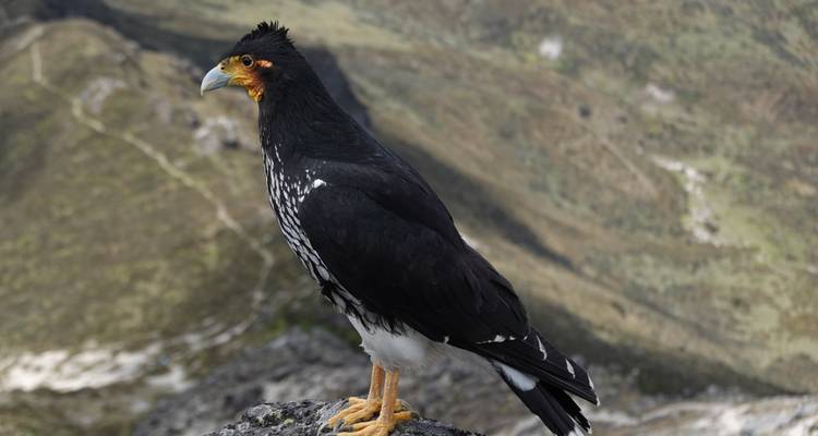 Close-up of a caracara bird in a mountainous landscape.