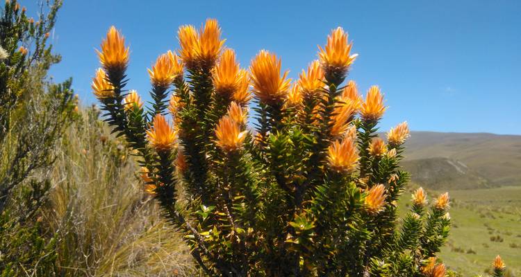 Flora with orange blossoms in a natural landscape.