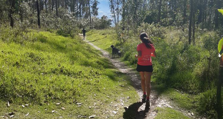Frau läuft auf einem Waldweg mit einem Hund und anderen Spaziergängern im Hintergrund.