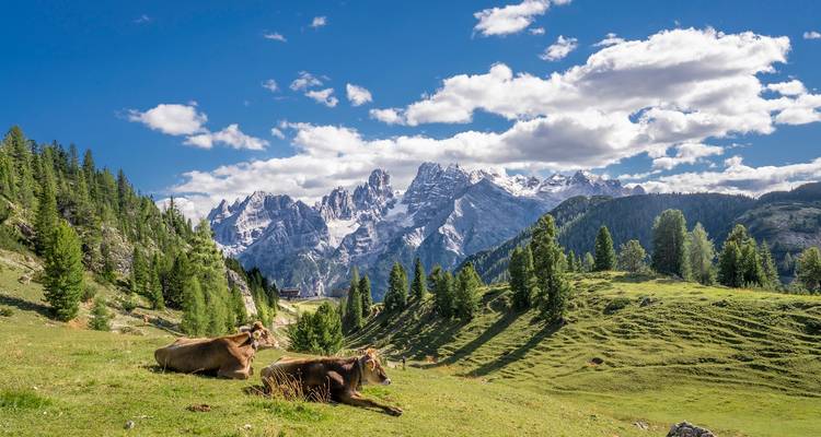 Cows resting on a green hillside with mountain view.
