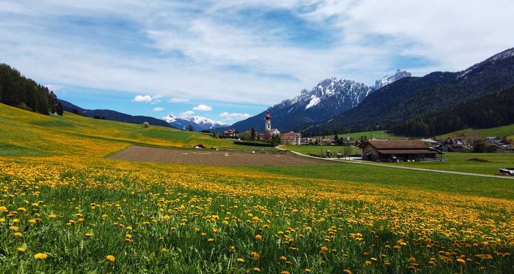 Feld mit gelben Blumen und einer entfernten Kirche.