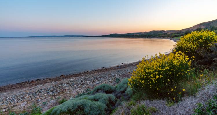Stil kiezelstrand en kalme baai omlijst door gele wilde bloemen in de schemering op het schiereiland Gallipoli.