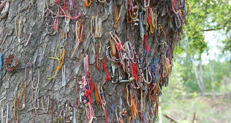 Arbre recouvert de bracelets commémoratifs colorés.