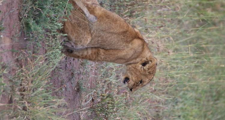A lion cub sitting in the grass, mouth open.