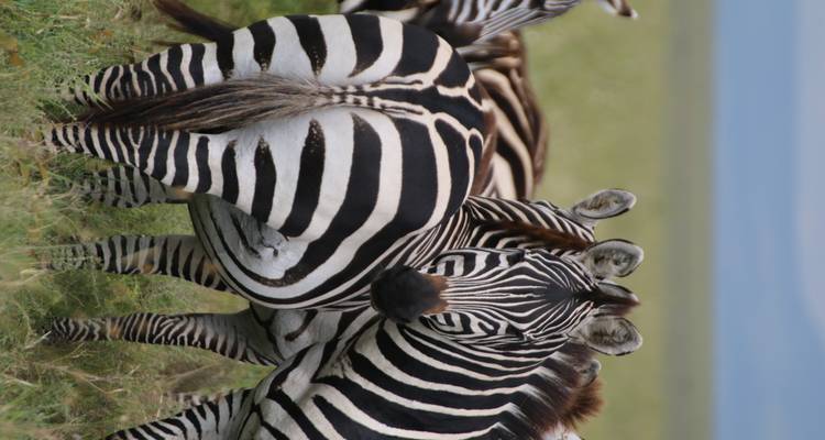 Zebras standing close together in a grassy field.