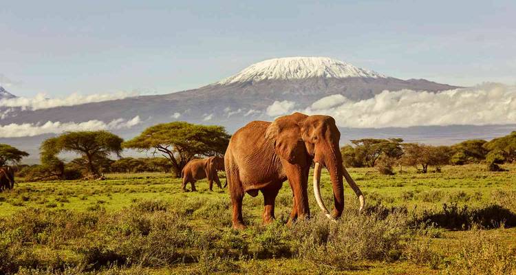 Un éléphant avec des défenses exceptionnellement longues devant le mont Kilimandjaro.