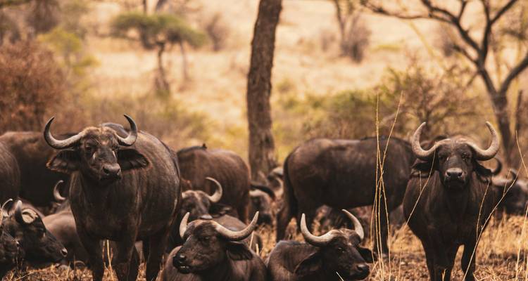 Troupeau de buffles se reposant dans la savane sèche aux herbes dorées.