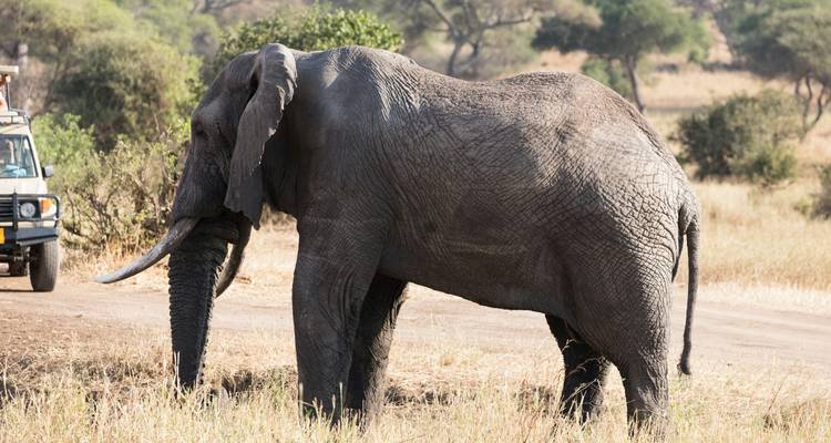 Ein Elefant, der in einem grasbewachsenen Gebiet in der Nähe eines Safari-Fahrzeugs steht.