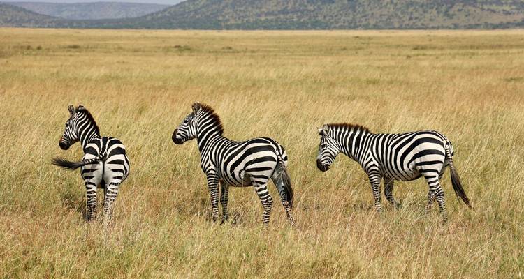 Drei Zebras stehen in einem trockenen Grasfeld.