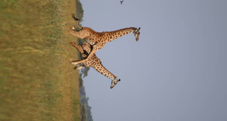 Two giraffes running across the savannah, birds flying nearby.