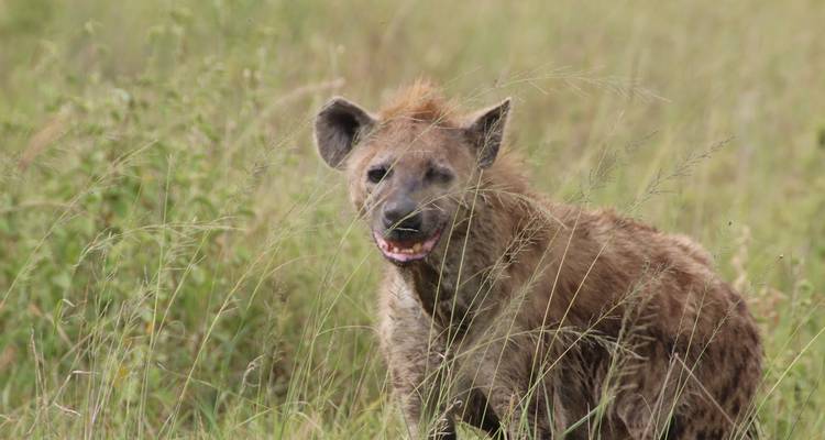 Hyena in tall grass with a natural backdrop.
