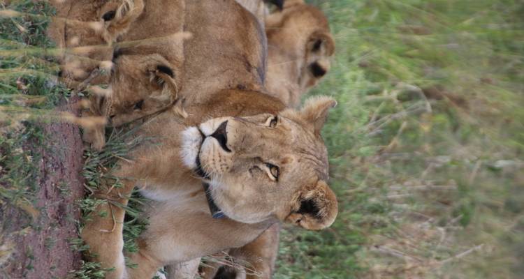 Lioness resting with cubs in grassy area.