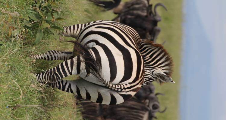 Zebra standing with other animals in grassland.