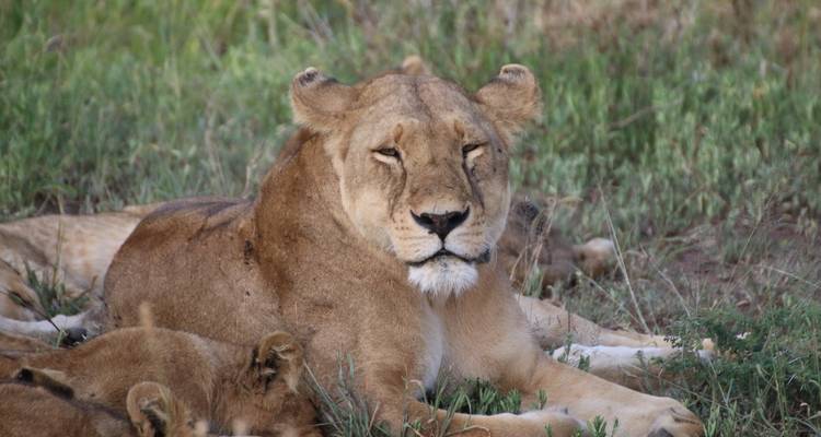 Lioness resting in the grass with a cub nearby.