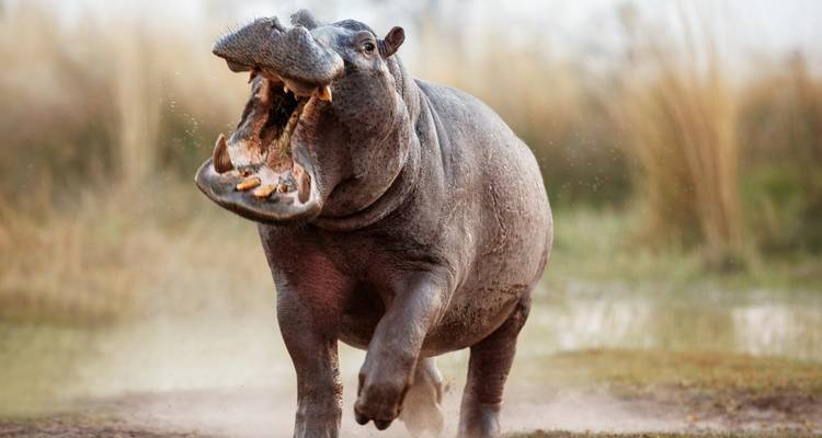 Hippo with mouth wide open running through a wetland.
