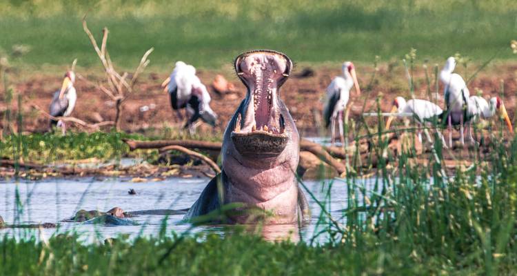 Hippopotamus with open mouth in water surrounded by birds.