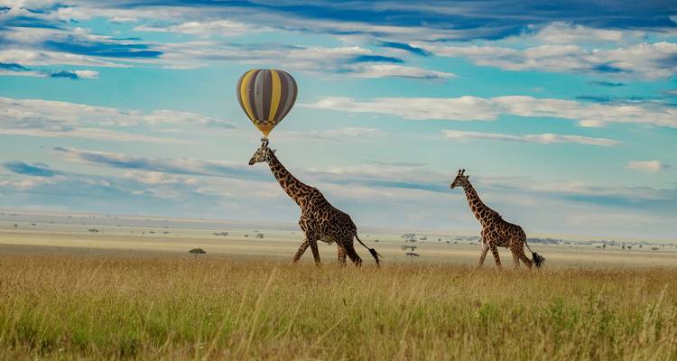 Giraffes walking across a savanna with a hot air balloon overhead.